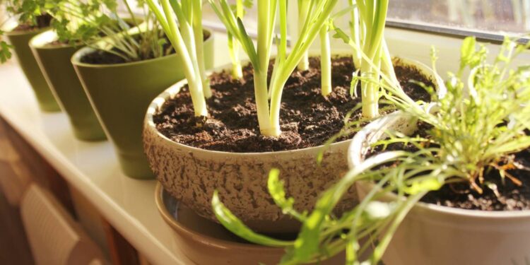 Como cultivar salsinha em apartamento e colher folhas fresquinhas em apenas 30 dias