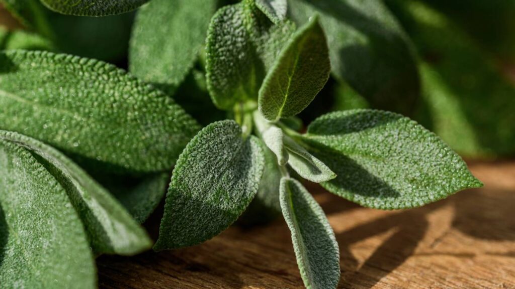 O aroma destas plantas afastam os mosquitos e deixam a casa perfumada