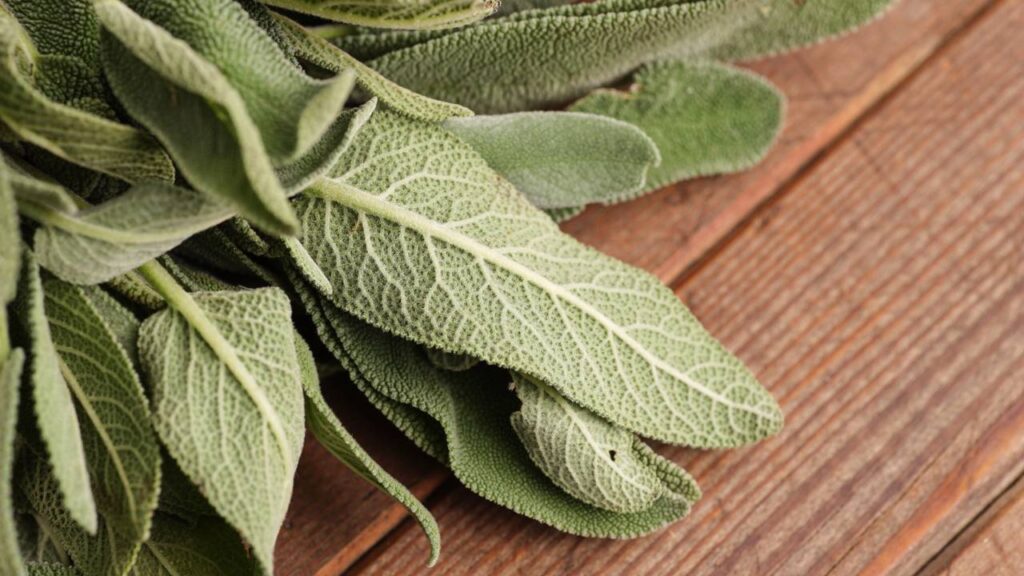 6 Plantas que espantam abelhas e vespas sem precisar de produtos químicos