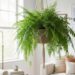 4 Plantas perfeitas para ambientes com pouco sol