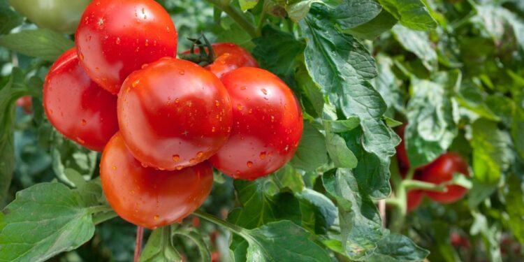 Comece uma plantação de tomates em casa hoje e colha em 1 mês com dicas de jardinagem que funcionam