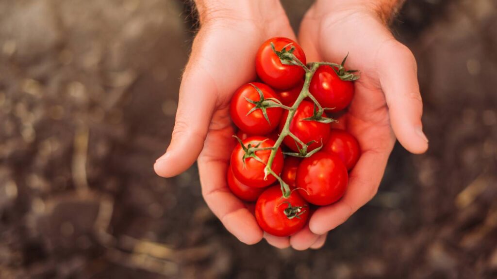 Comece uma plantação de tomates em casa hoje e colha em 1 mês com dicas de jardinagem que funcionam