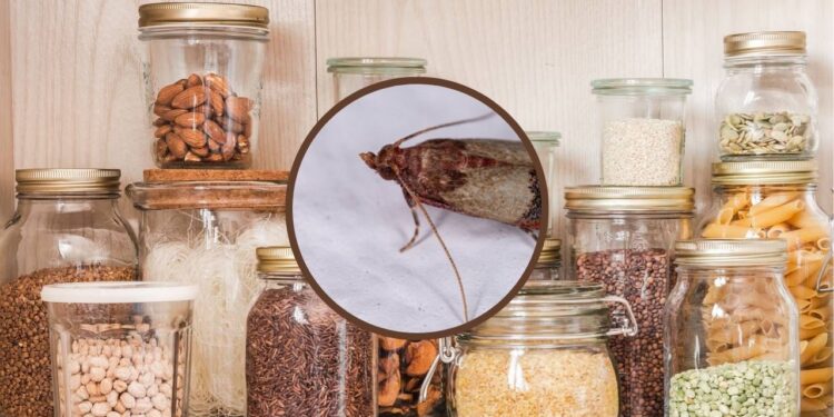 Traças na despensa? O perigo que estraga seus grãos e como evitá-lo HOJE!