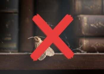 Diga tchau às traças! Elimine-as com métodos simples e naturais