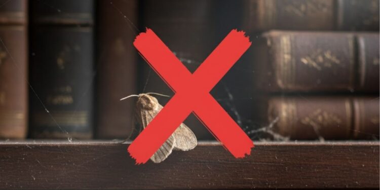 Diga tchau às traças! Elimine-as com métodos simples e naturais