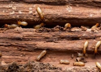 Como evitar infestações de cupins antes do verão com dicas que realmente funcionam