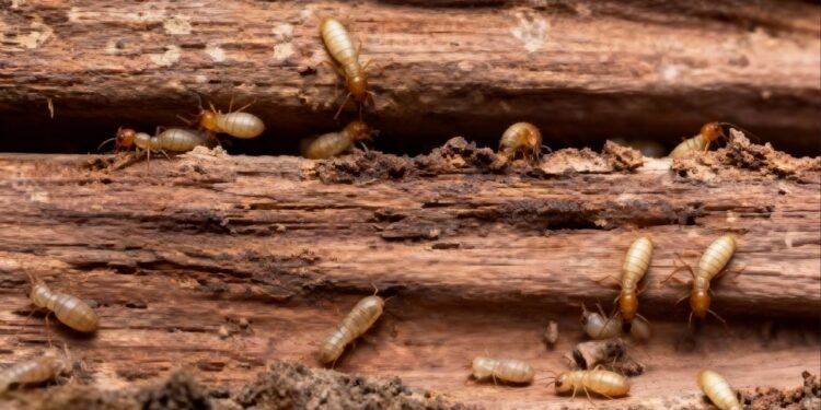 Como evitar infestações de cupins antes do verão com dicas que realmente funcionam