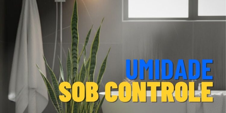 Reduza naturalmente a umidade e o mofo em casa com estas 3 plantas