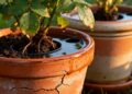 Como escolher vasos que mantêm as plantas hidratadas no calor extremo do verão