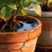 Como escolher vasos que mantêm as plantas hidratadas no calor extremo do verão
