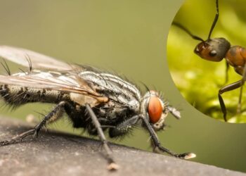 Como proteger a ceia de Natal de formigas e moscas usando apenas 1 ingrediente