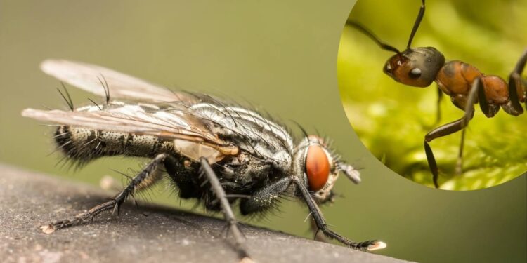 Como proteger a ceia de Natal de formigas e moscas usando apenas 1 ingrediente