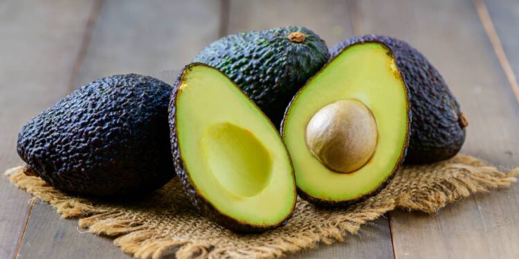 Como plantar abacateiro e ter frutas saudáveis em poucos meses