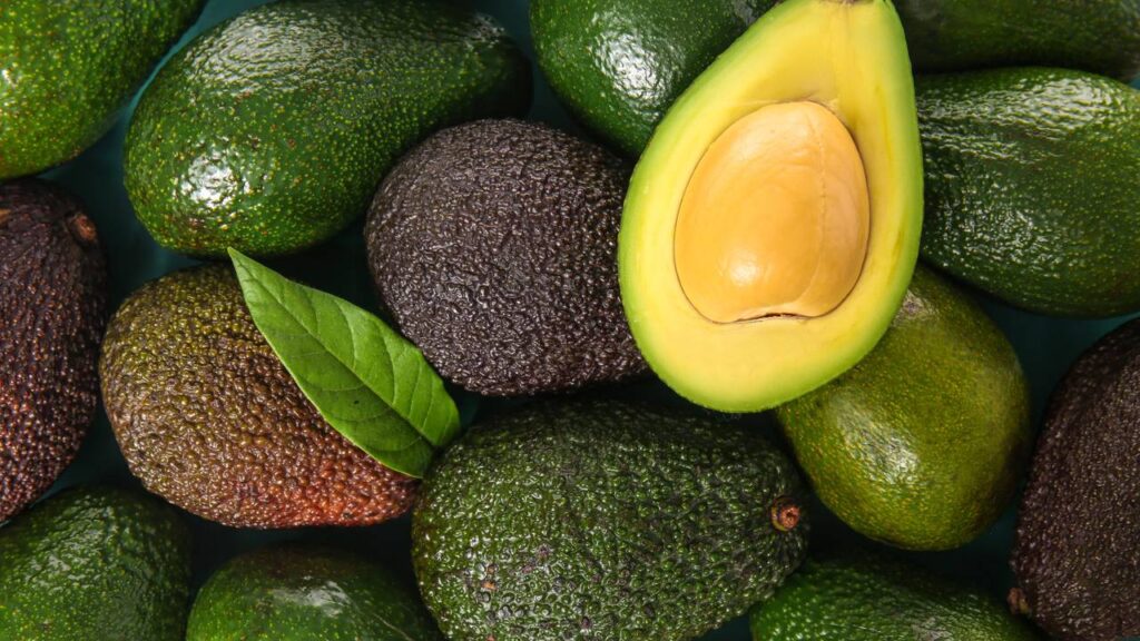 Como plantar abacateiro e ter frutas saudáveis em poucos meses