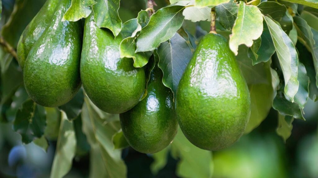 Como plantar abacateiro e ter frutas saudáveis em poucos meses