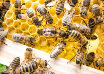 Abelhas procurando lugar pra enxamear na sua casa? Técnica com fumaça caseira que afasta o enxame inteiro sem matar