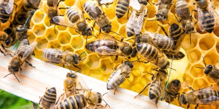 Abelhas procurando lugar pra enxamear na sua casa? Técnica com fumaça caseira que afasta o enxame inteiro sem matar