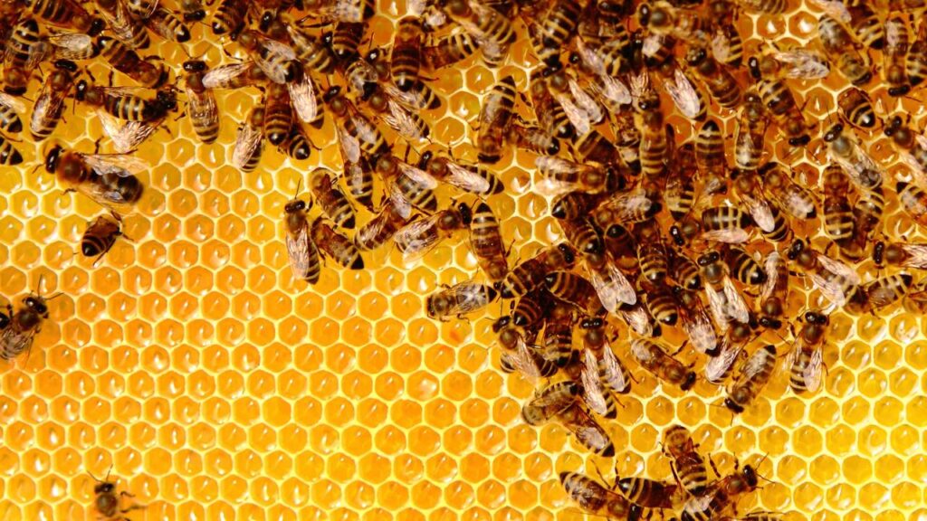 Abelhas procurando lugar pra enxamear na sua casa? Técnica com fumaça caseira que afasta o enxame inteiro sem matar