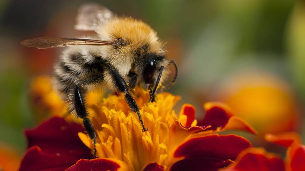 Abelhas procurando lugar pra enxamear na sua casa? Técnica com fumaça caseira que afasta o enxame inteiro sem matar