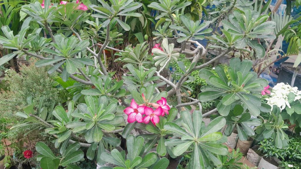 plantação da rosa do deserto no solo