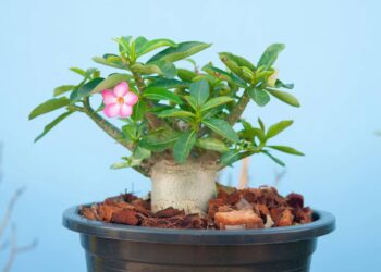 plantio de rosa do deserto no solo