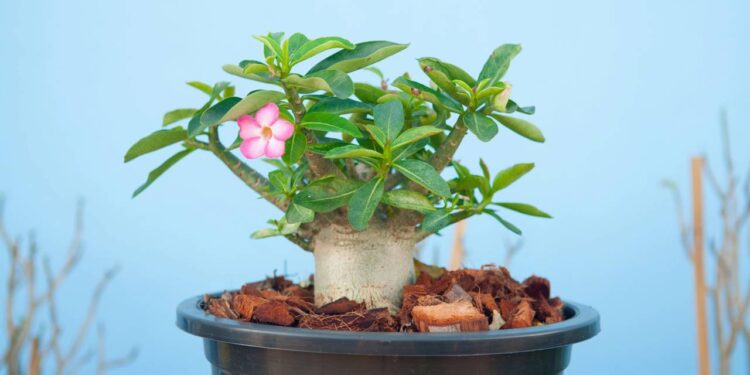 plantio de rosa do deserto no solo