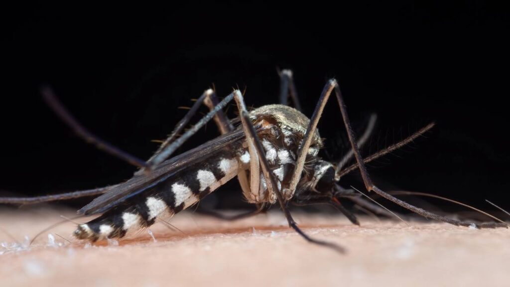 Mosquito da dengue rondando a água parada? O truque com 1 colher que impede as larvas de nascerem