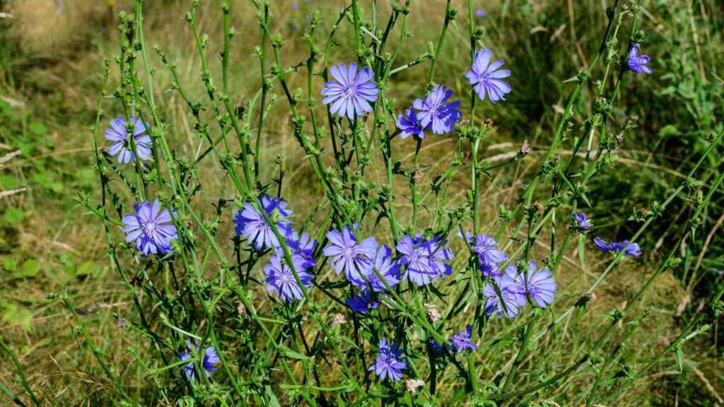 Aprenda a plantar almeirão de maneira fácil e colha em 40 dias