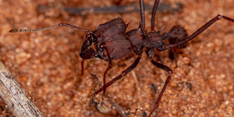 Dezembro chegou e saúvas destruindo o jardim? O truque com casca de laranja que elas nunca mais voltam