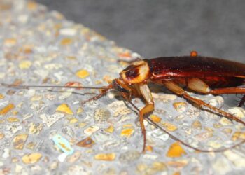 Como afastar baratas dos ralos com um cuidado que quase ninguém faz