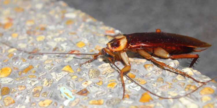 Como afastar baratas dos ralos com um cuidado que quase ninguém faz