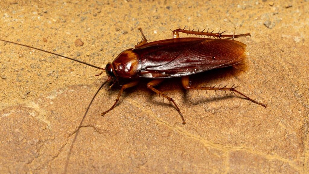 Como afastar baratas dos ralos com um cuidado que quase ninguém faz