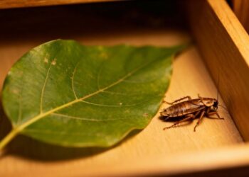 Basta uma folha para se livrar de baratas de forma natural