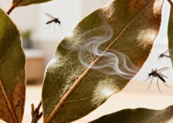 Basta uma folha para se livrar de mosquitos de forma natural nesse verão