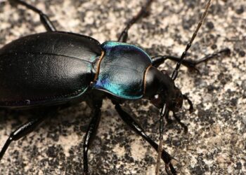 Besouros invadindo sua casa neste verão? Método caseiro que elimina ovos de uma vez