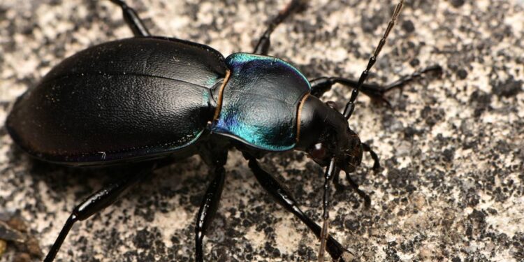 Besouros invadindo sua casa neste verão? Método caseiro que elimina ovos de uma vez