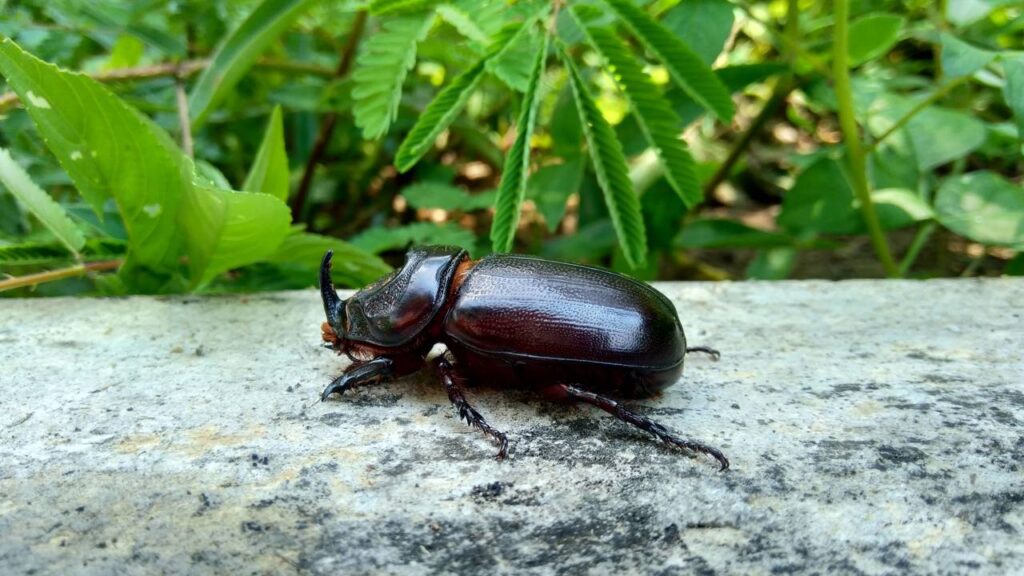 Besouros invadindo sua casa neste verão? Método caseiro que elimina ovos de uma vez