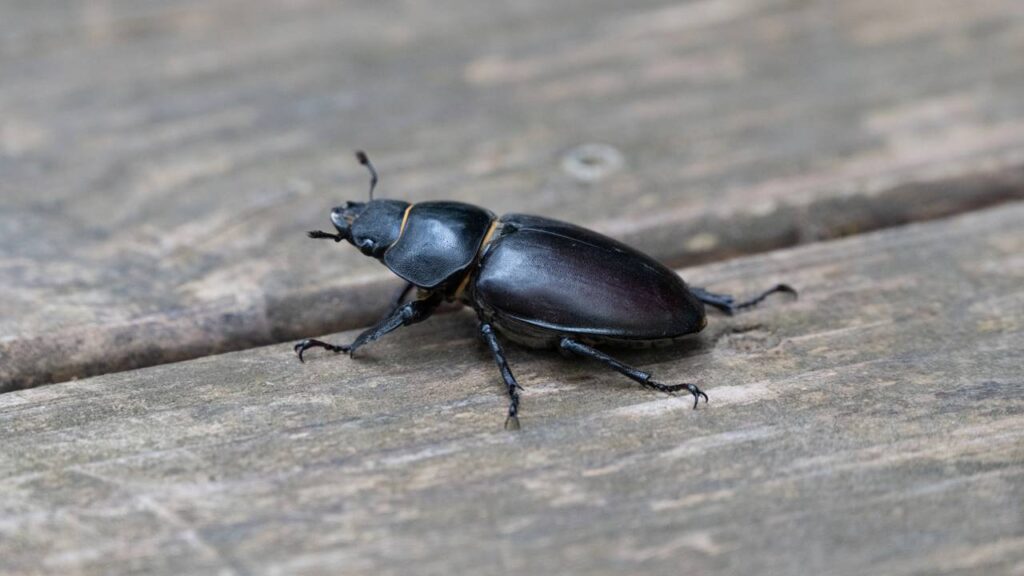 Besouros invadindo sua casa neste verão? Método caseiro que elimina ovos de uma vez