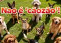 Qual é o aumentativo de cão que quase ninguém conhece