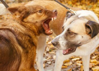 Dicas para evitar brigas de cachorros adultos dentro de casa em 1 mês