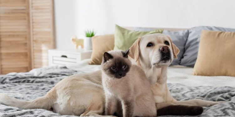 Aprenda as formas corretas de apresentar um cachorro e um gato e torná-los amigos
