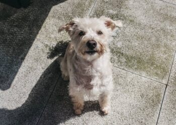 7 nomes versáteis para pets mestiços que se adaptam a qualquer rotina