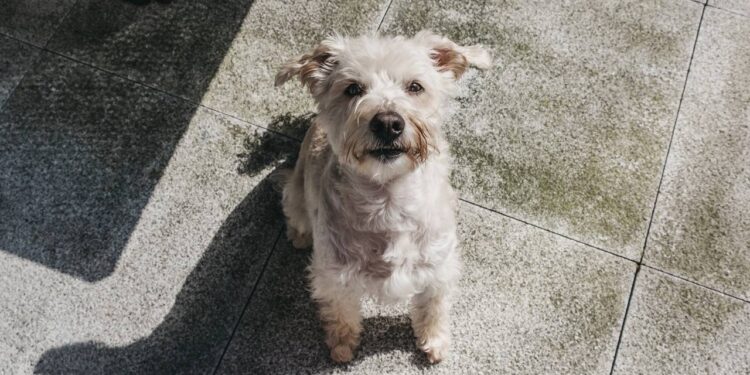 7 nomes versáteis para pets mestiços que se adaptam a qualquer rotina