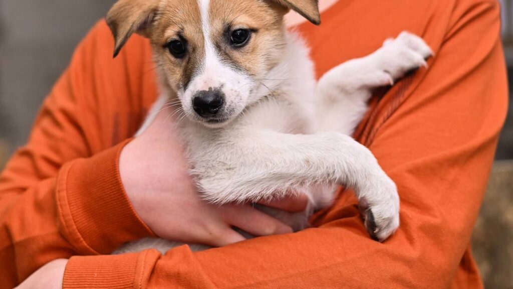 7 nomes versáteis para pets mestiços que se adaptam a qualquer rotina