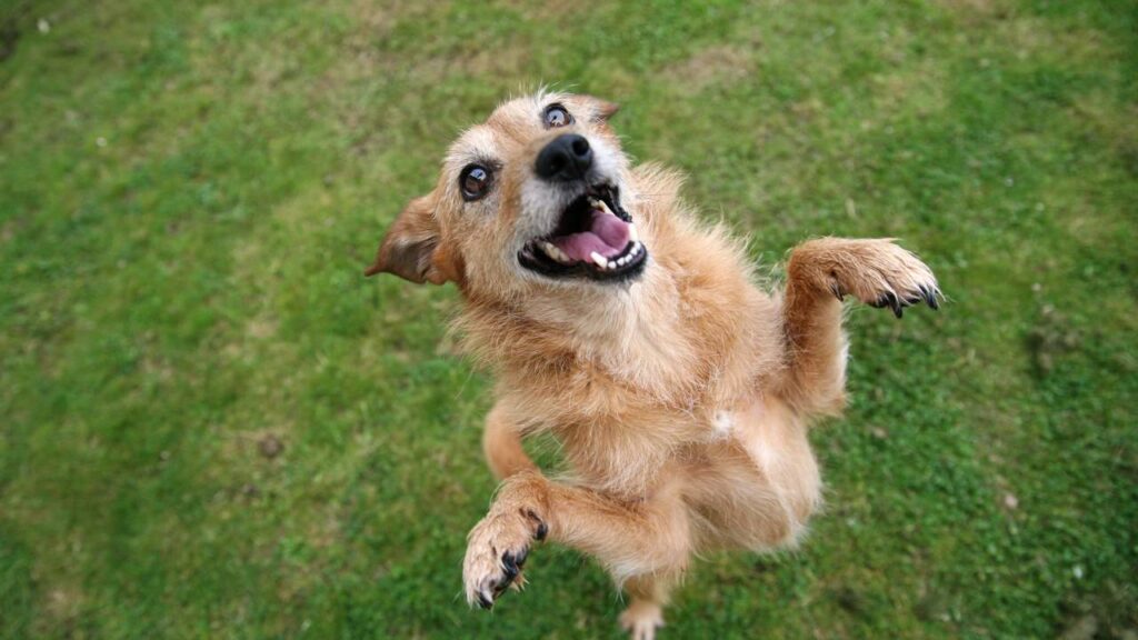 7 nomes versáteis para pets mestiços que se adaptam a qualquer rotina