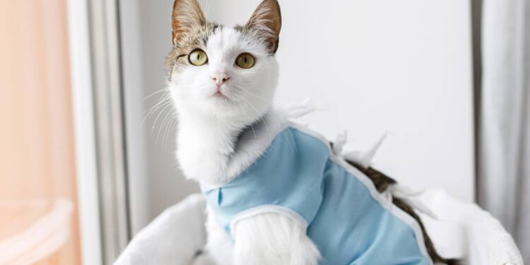 Dicas para tutores iniciantes: como cuidar de um gato recém-castrado