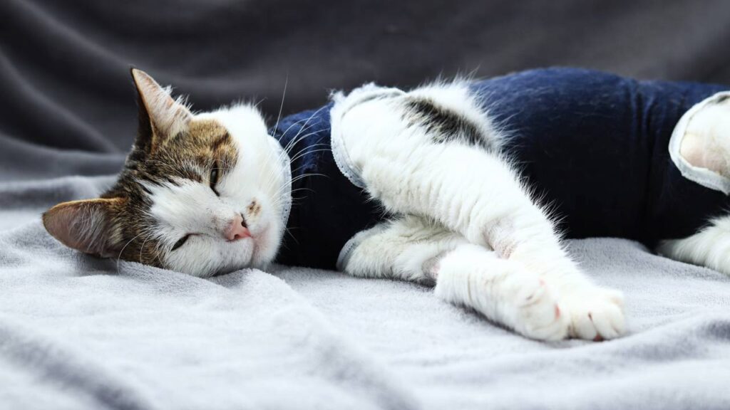 Dicas para tutores iniciantes: como cuidar de um gato recém-castrado