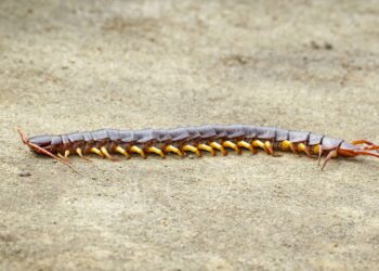 Centopeias saindo do ralo devido ao calor? Óleo essencial que bloqueia o caminho e elas fogem