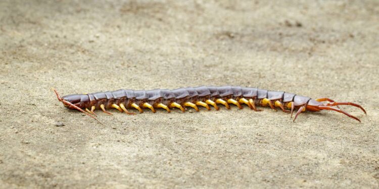 Centopeias saindo do ralo devido ao calor? Óleo essencial que bloqueia o caminho e elas fogem