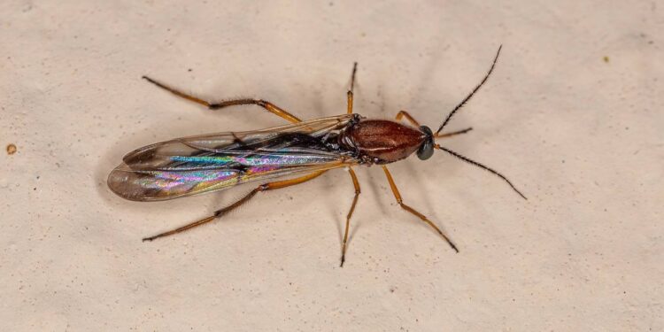 Maruim atacando na praia em dezembro? Óleo que você passa no corpo e eles nem chegam perto